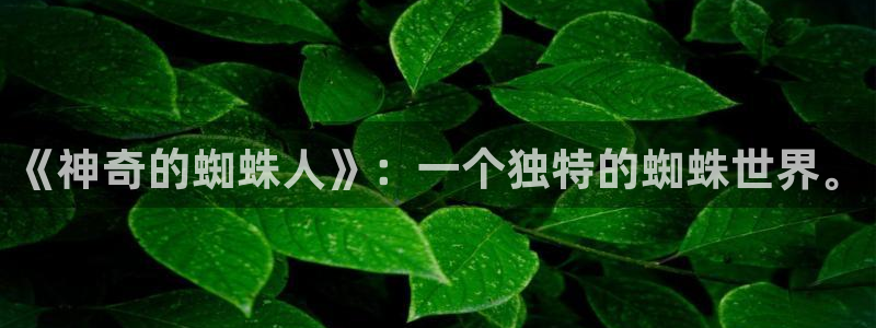 轮盘世界漫画免费阅读下拉式六漫画：《神奇的蜘蛛人》：一个独特的蜘蛛世界。